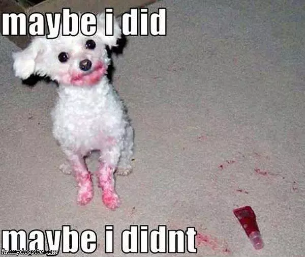 Maybe I Did