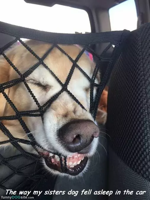Great Place For A Nap
