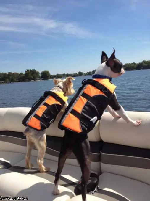 Looking For Fish