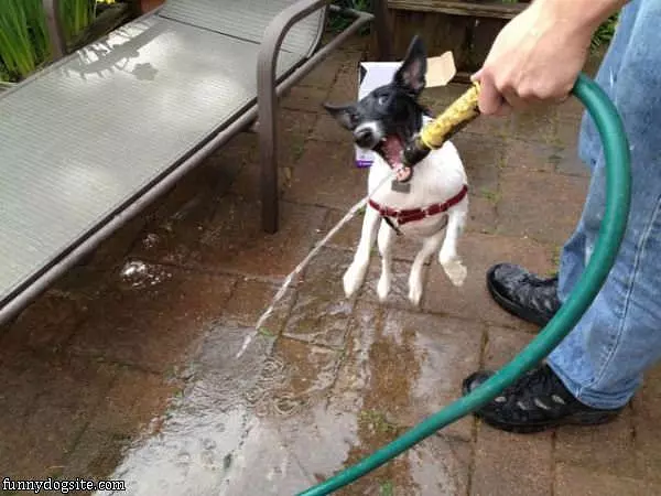 Nom Nom Nom Water