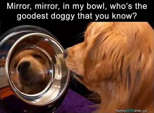 Mirror Mirror