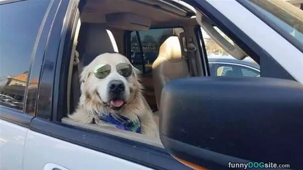 That Is A Chill Dog