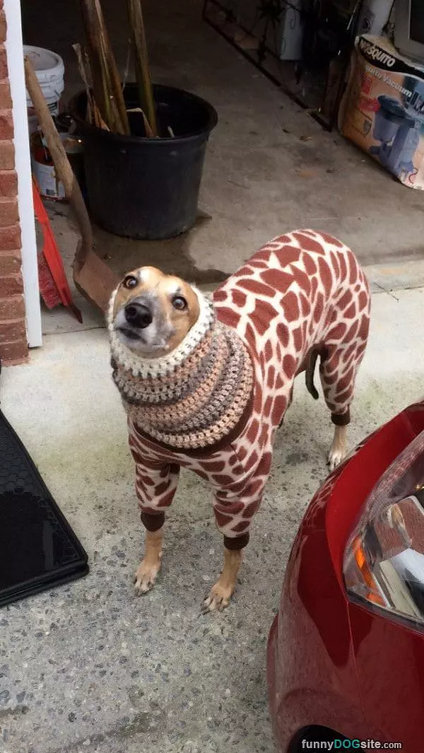 Im A Giraffe
