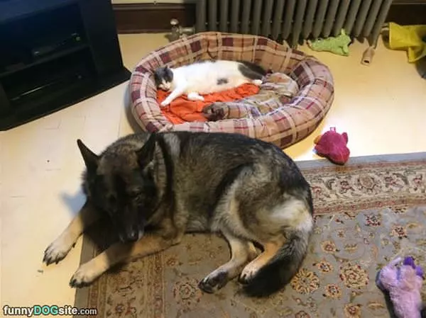 Stole My Bed
