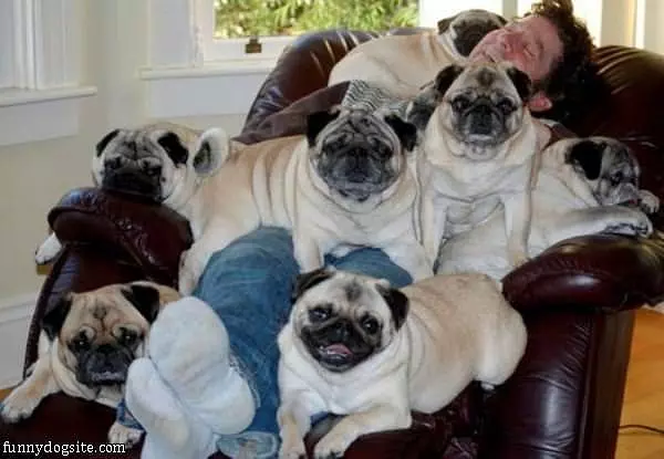 Its A Pug World