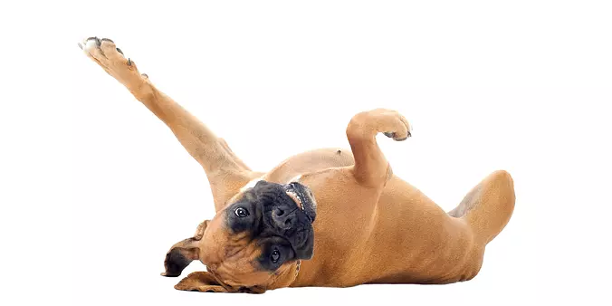 Funny Boxer