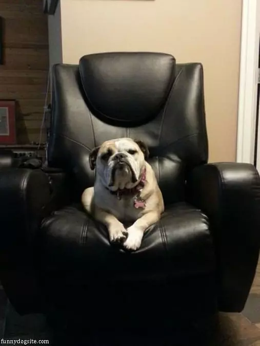 Office Dog