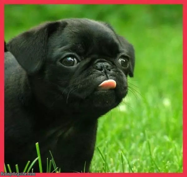 Tongue Out
