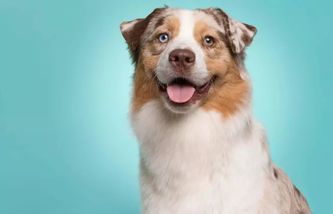 cute Australian Shepherd
