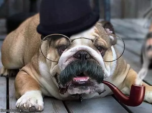 The Pipe Dog