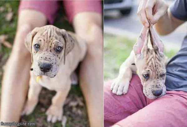 Big Floppy Ears