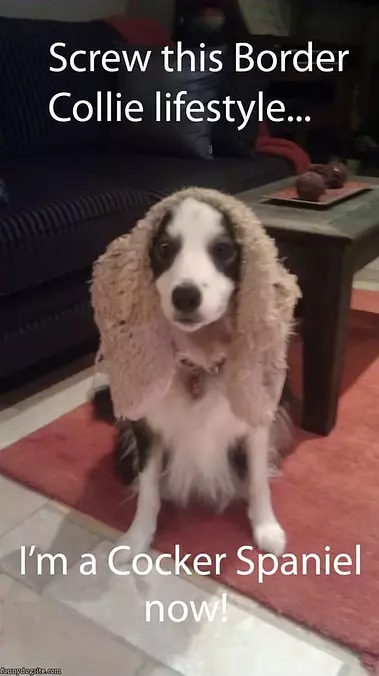 Cocker Spaniel