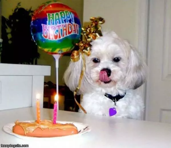 Dogs Birthday Cake