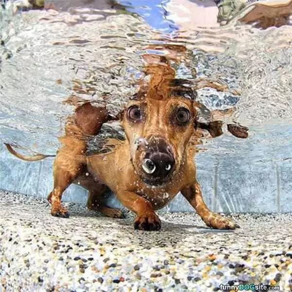 Under Water Dog