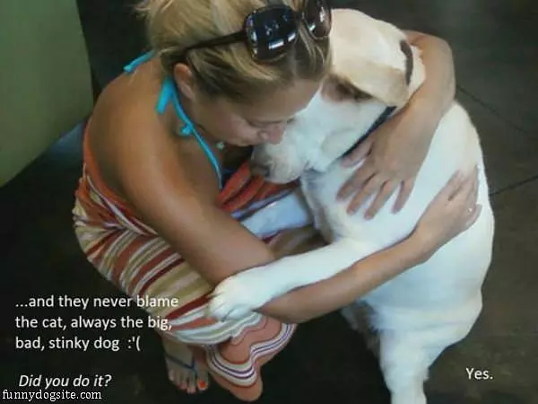 Always The Dogs Fault