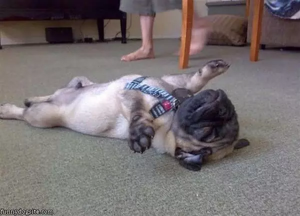 Super Relaxed Dog