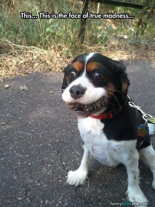 Face Of Madness