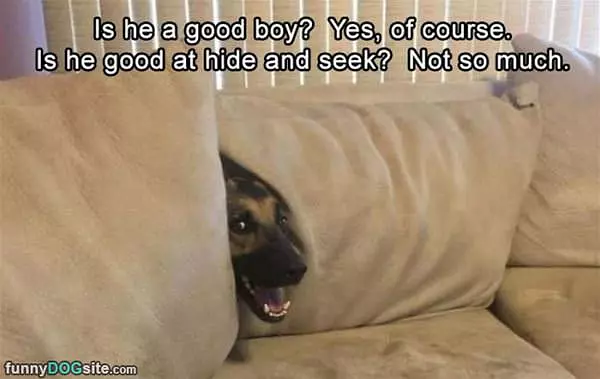 He Is A Good Boy