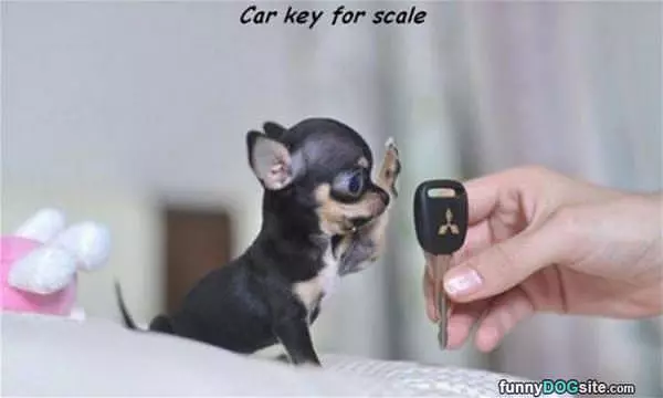 For Scale
