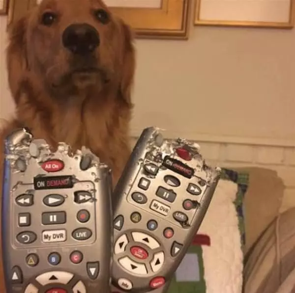Maybe It Was The Cat