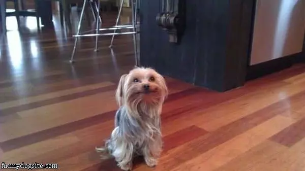 That Is A Happy Dog