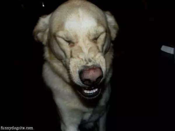 Sneeze