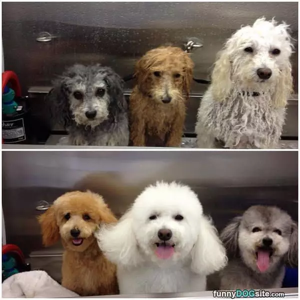 All Getting A Wash