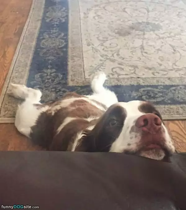 Dogg Is Tired