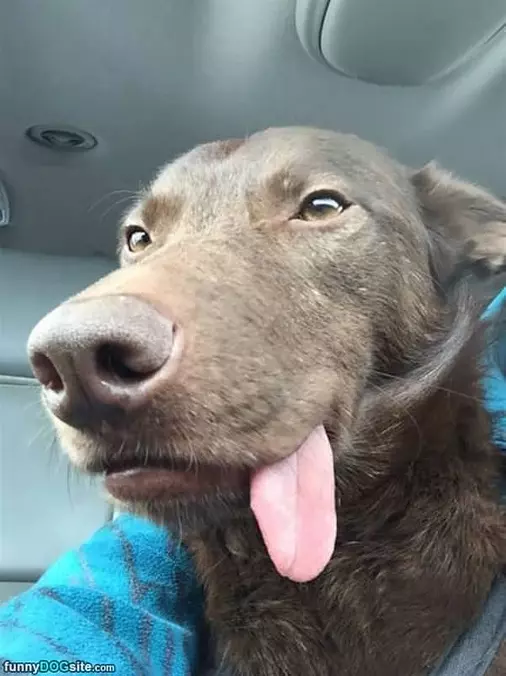 Very Relaxed Dog
