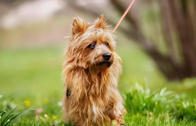 Australian Terrier cute