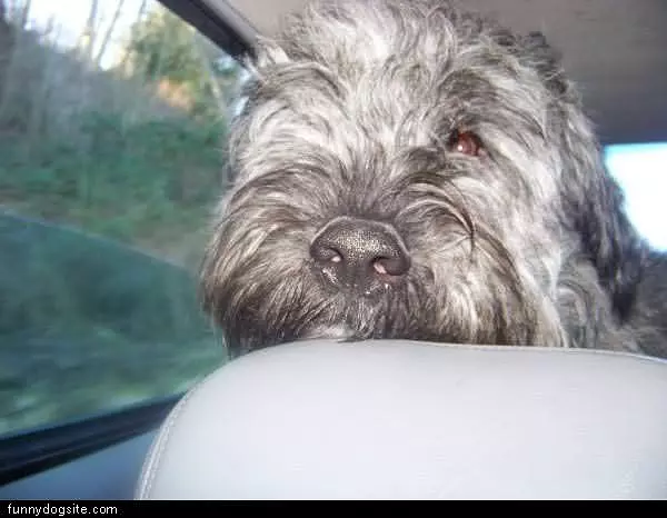 Diego Going For A Ride
