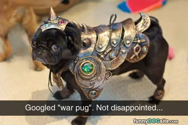 War Pug