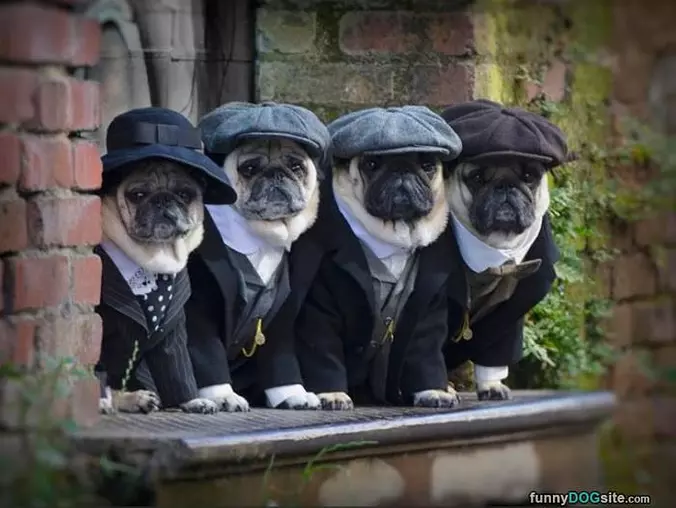 All Dressed Up