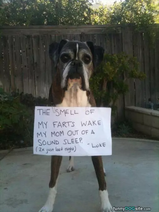 My Smelly Farts