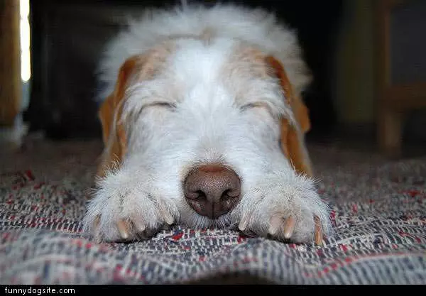Sleepy Dog