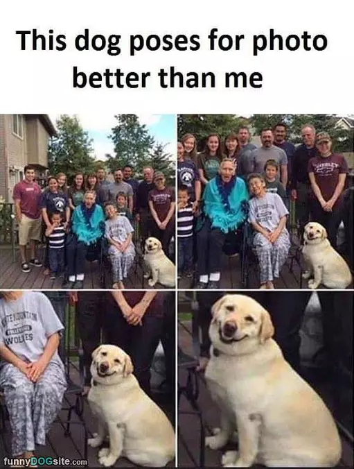 This Dog Poses For Photos