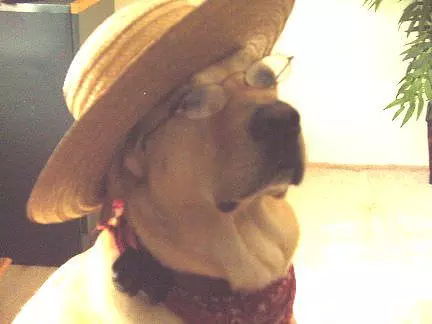 Great Hat