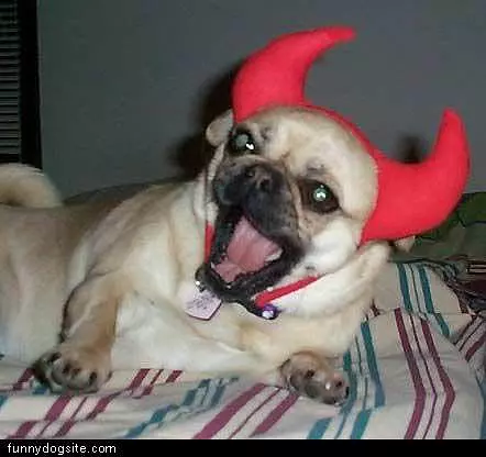 Devil Pug