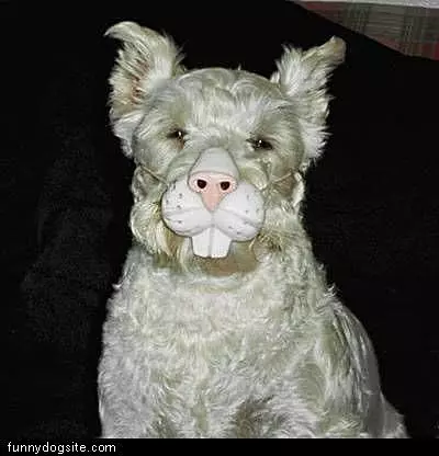 Funny Nose