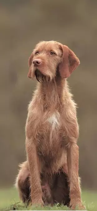 Wirehaired Vizsla mobile