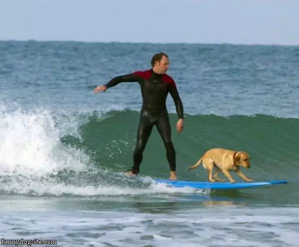 Surfing Dog