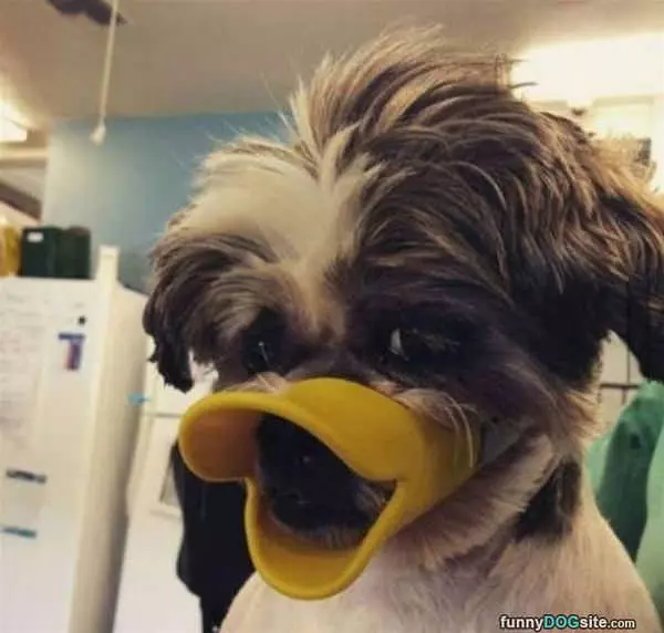 This Is Quack