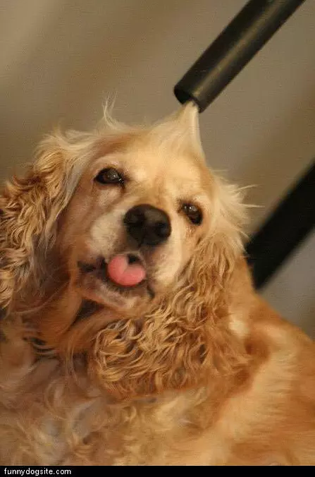 Dog Vacum