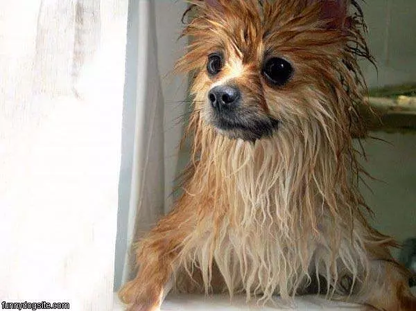 Wet Dog
