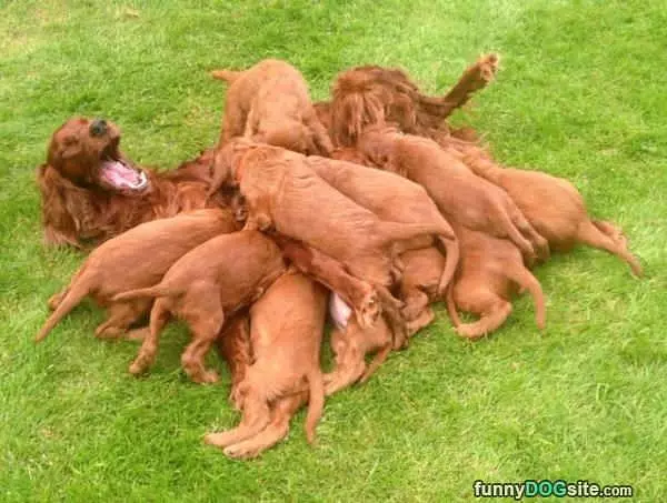 All These Puppies