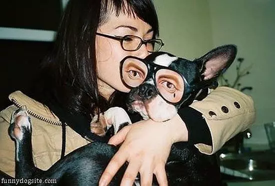 Nice Glasses Dog