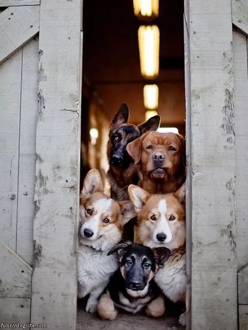 Stack Of Dogs