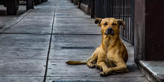 Mutt