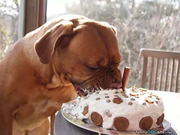 Jumping Into The Cake