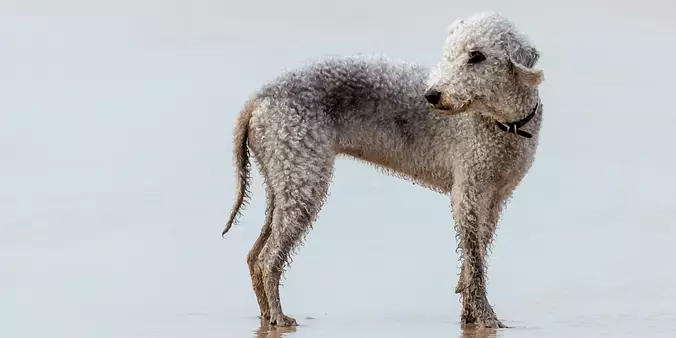 Bedlington Terrier
